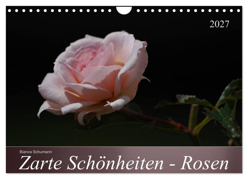 Zarte Schönheiten - Rosen (Wandkalender 2027 DIN A4 quer) CALVENDO Monatskalender