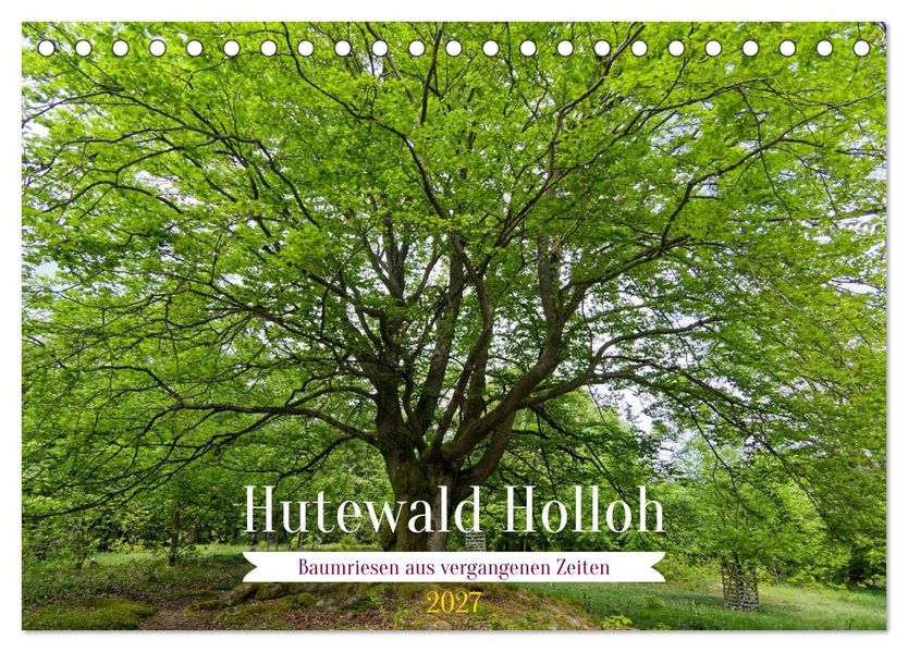 Hutewald Halloh - Baumriesen aus vergangenen Zeiten (Tischkalender 2027 DIN A5 quer) CALVENDO Monatskalender
