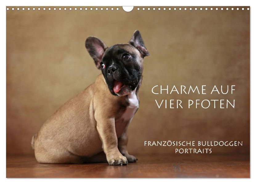 Charme auf vier Pfoten - Französische Bulldoggen Portraits (Wandkalender 2027 DIN A3 quer) CALVENDO Monatskalender