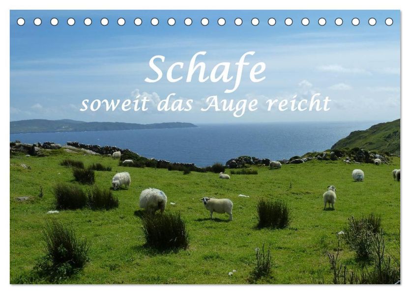 Schafe - soweit das Auge reicht (Tischkalender 2027 DIN A5 quer) CALVENDO Monatskalender