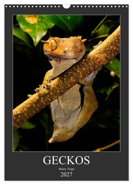 GECKOS (Wandkalender 2027 DIN A3 hoch) CALVENDO Monatskalender