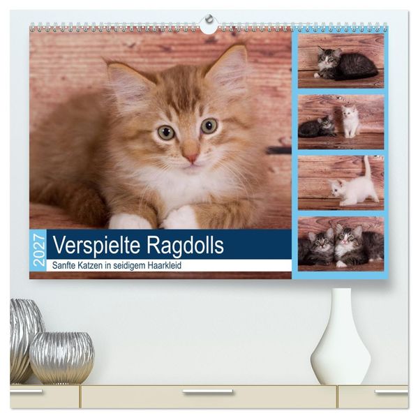 Verspielte Ragdolls -Sanfte Katzen in seidigem Haarkleid (hochwertiger Premium Wandkalender 2027 DIN A2 quer) Kunstdruck in Hochglanz