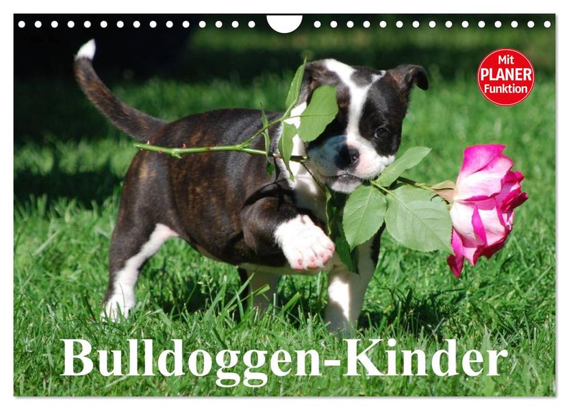 Bulldoggen-Kinder (Wandkalender 2027 DIN A4 quer) CALVENDO Monatskalender