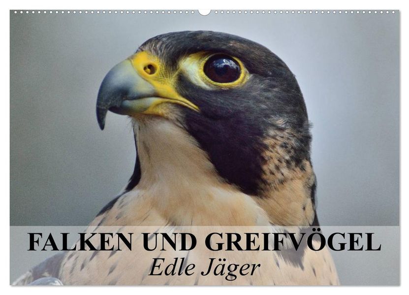 Falken und Greifvögel. Edle Jäger (Wandkalender 2027 DIN A2 quer) CALVENDO Monatskalender