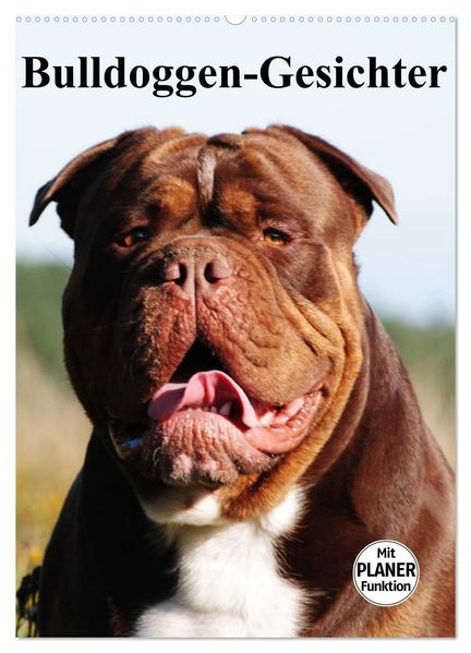 Bulldoggen-Gesichter (Wandkalender 2027 DIN A2 hoch) CALVENDO Monatskalender