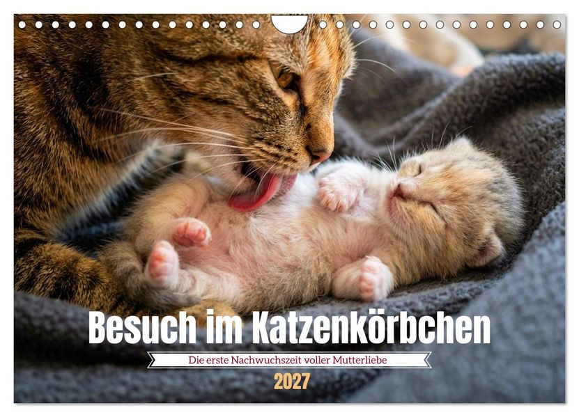 Besuch im Katzenkörbchen (Wandkalender 2027 DIN A4 quer) CALVENDO Monatskalender