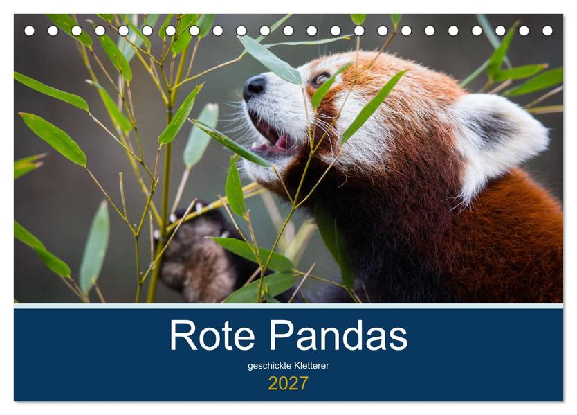 Rote Pandas - geschickte Kletterer (Tischkalender 2027 DIN A5 quer) CALVENDO Monatskalender