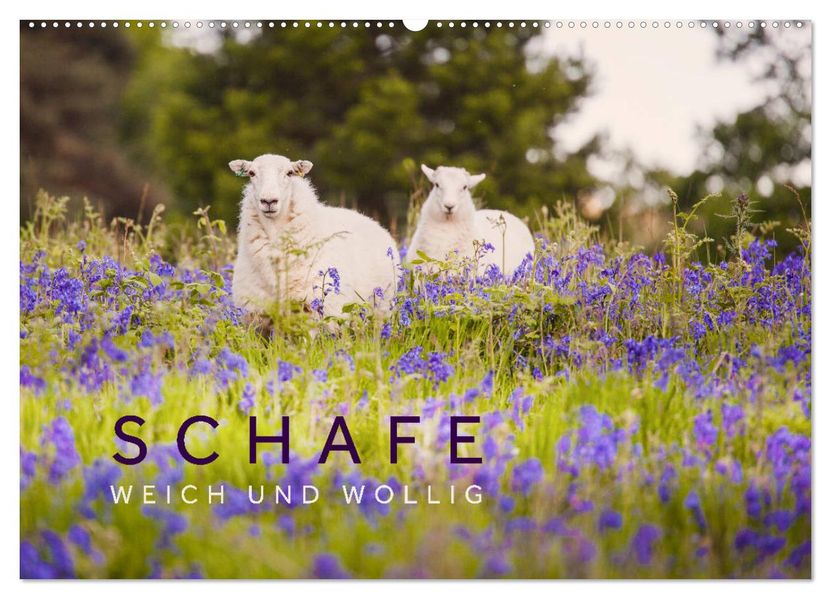 Schafe - Weich und wollig (Wandkalender 2027 DIN A2 quer) CALVENDO Monatskalender