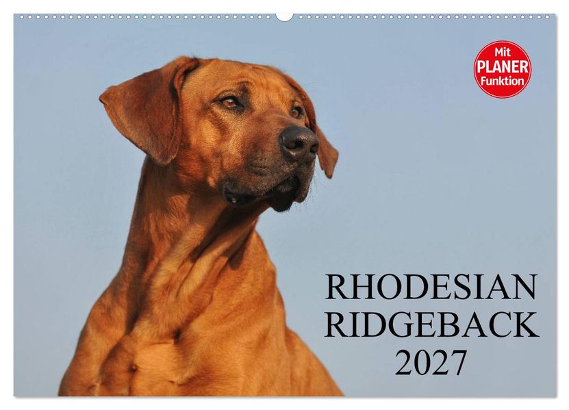 Rhodesian Ridgeback 2027 (Wandkalender 2027 DIN A2 quer) CALVENDO Monatskalender