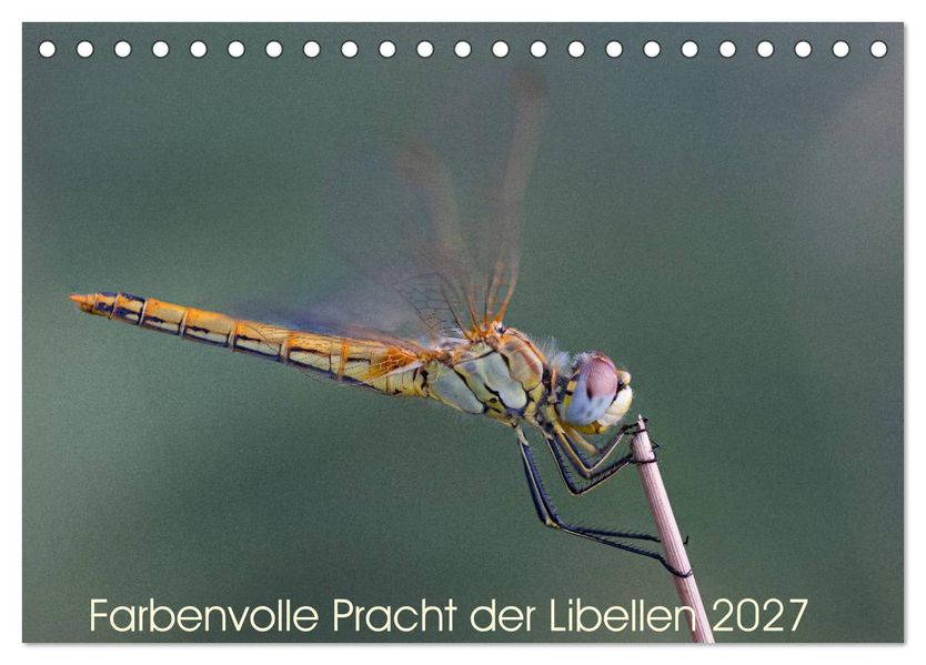 Farbenvolle Pracht der Libellen (Tischkalender 2027 DIN A5 quer) CALVENDO Monatskalender