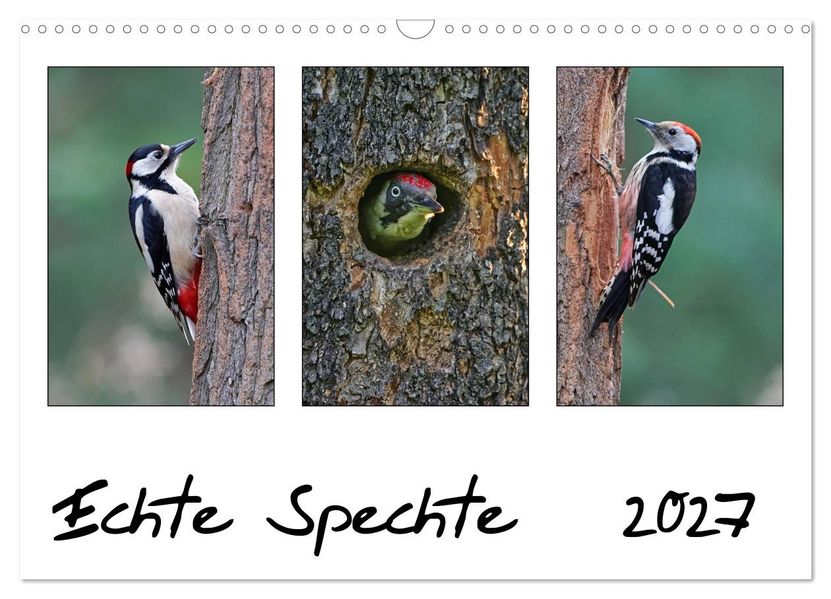 Echte Spechte (Wandkalender 2027 DIN A3 quer) CALVENDO Monatskalender