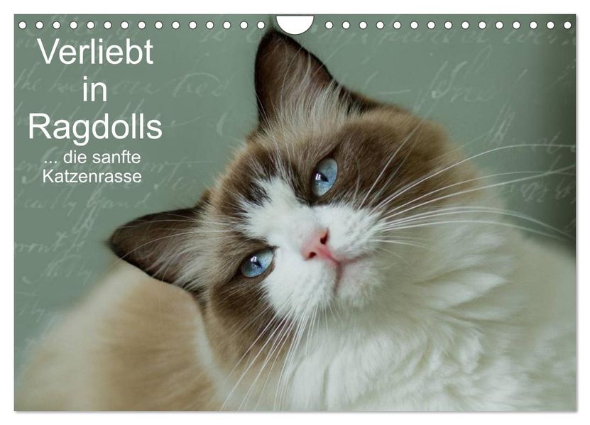 Verliebt in Ragdolls... die sanfte Katzenrasse (Wandkalender 2027 DIN A4 quer) CALVENDO Monatskalender