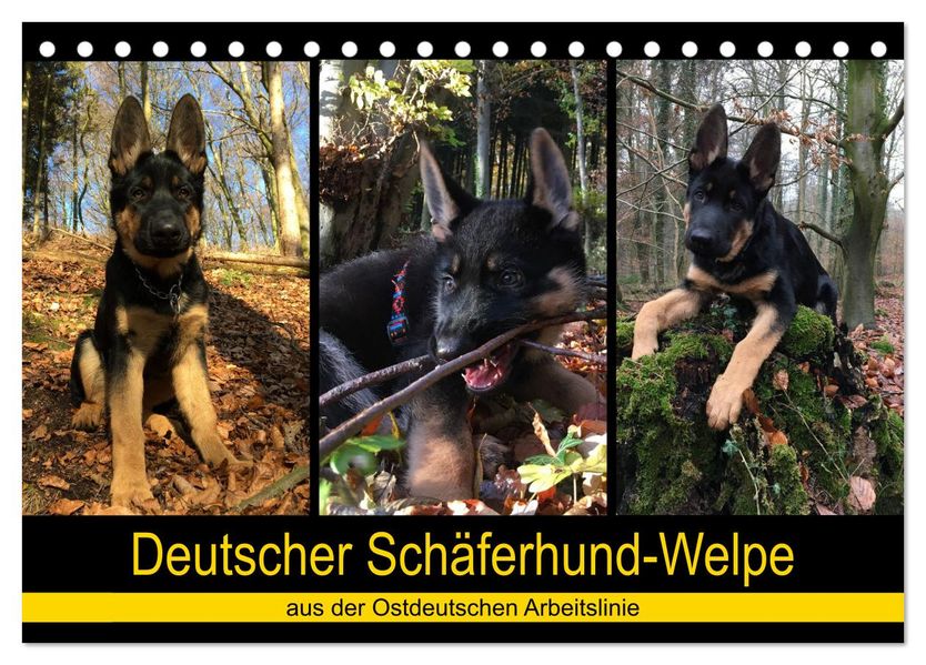 Deutscher Schäferhund-Welpe - aus der Ostdeutschen Arbeitslinie (Tischkalender 2027 DIN A5 quer) CALVENDO Monatskalender