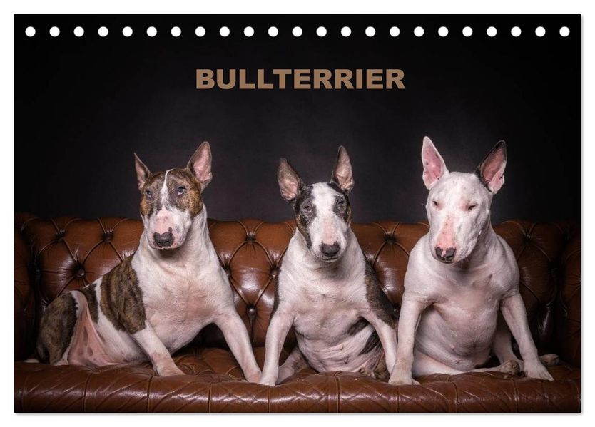 Bullterrier (Tischkalender 2027 DIN A5 quer) CALVENDO Monatskalender