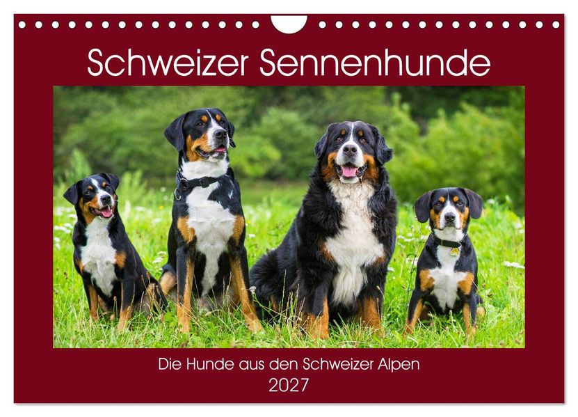 Schweizer Sennenhunde - die Hunde aus den Schweizer Alpen (Wandkalender 2027 DIN A4 quer) CALVENDO Monatskalender