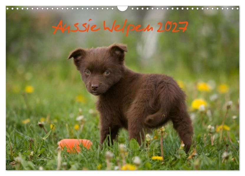 Aussie Welpen 2027 (Wandkalender 2027 DIN A3 quer) CALVENDO Monatskalender