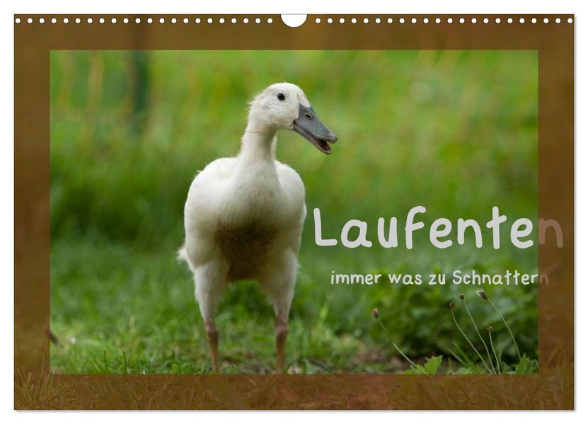 Laufenten immer was zu Schnattern (Wandkalender 2027 DIN A3 quer) CALVENDO Monatskalender