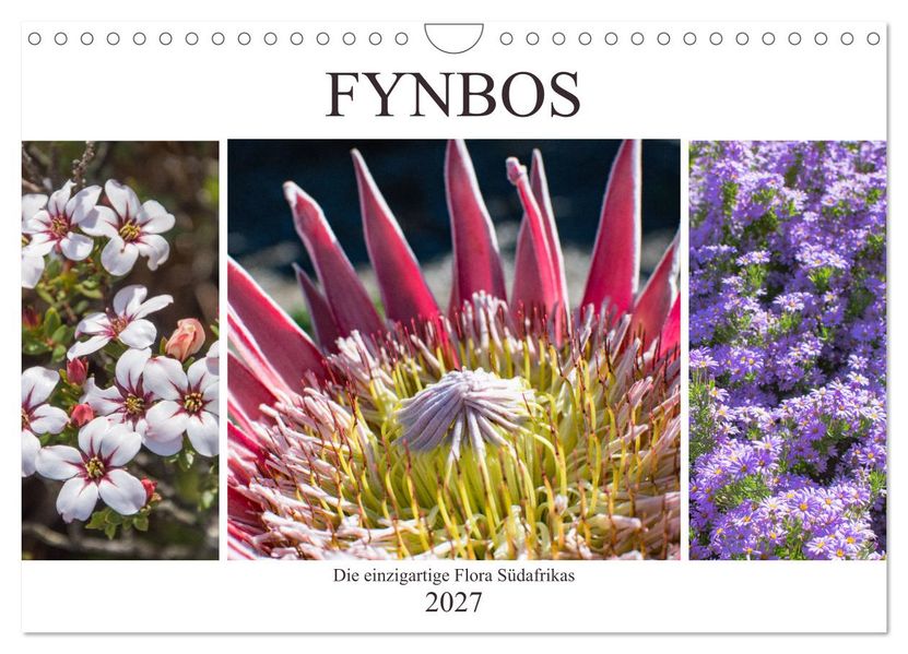 Fynbos - Die einzigartige Flora Südafrikas (Wandkalender 2027 DIN A4 quer) CALVENDO Monatskalender
