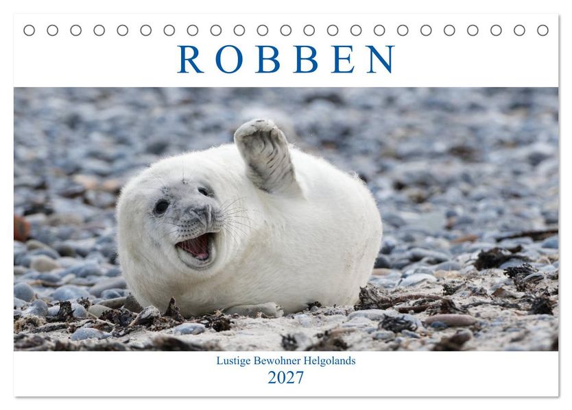 Robben - Lustige Bewohner Helgolands (Tischkalender 2027 DIN A5 quer) CALVENDO Monatskalender