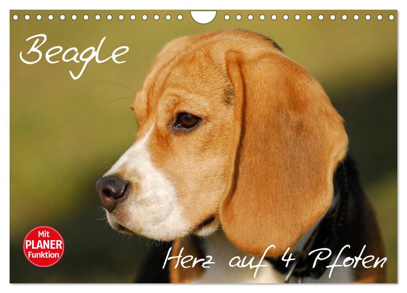 Beagle - Herz auf 4 Pfoten (Wandkalender 2027 DIN A4 quer) CALVENDO Monatskalender
