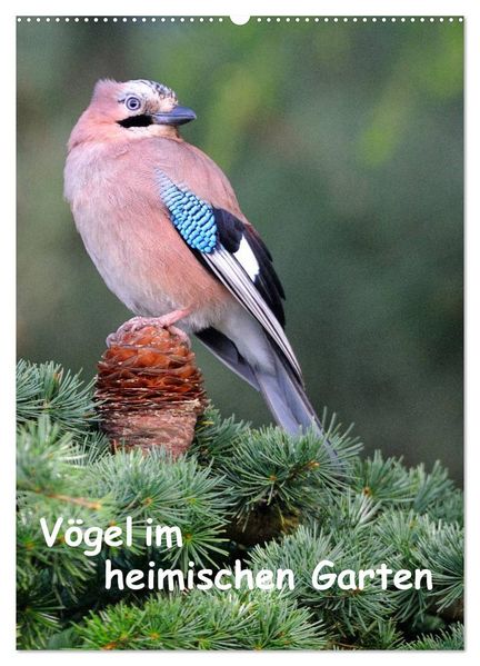 Vögel im heimischen Garten (Wandkalender 2027 DIN A2 hoch) CALVENDO Monatskalender