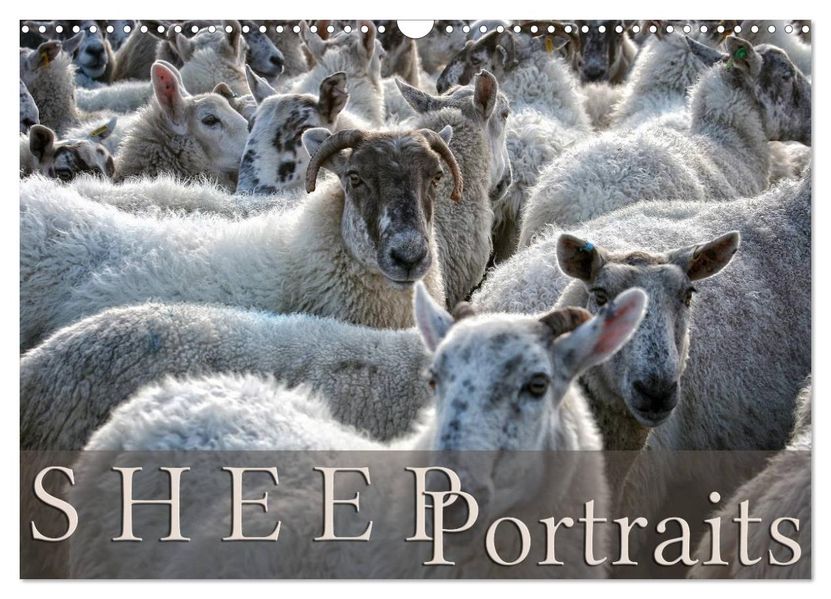 Sheep Portraits (Wall Calendar 2027 DIN A3 landscape) CALVENDO 12 Month Wall Calendar