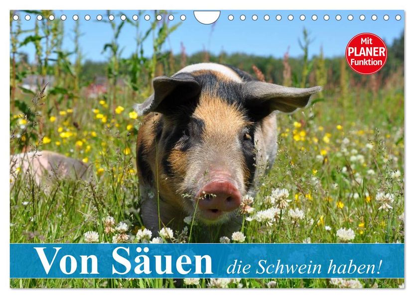 Von Säuen die Schwein haben! (Wandkalender 2027 DIN A4 quer) CALVENDO Monatskalender