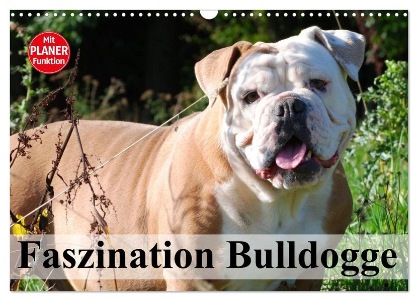 Faszination Bulldogge (Wandkalender 2027 DIN A3 quer) CALVENDO Monatskalender