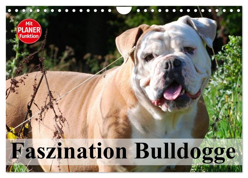Faszination Bulldogge (Wandkalender 2027 DIN A4 quer) CALVENDO Monatskalender