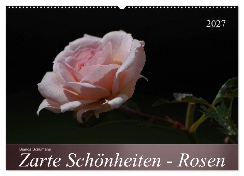 Zarte Schönheiten - Rosen (Wandkalender 2027 DIN A2 quer) CALVENDO Monatskalender
