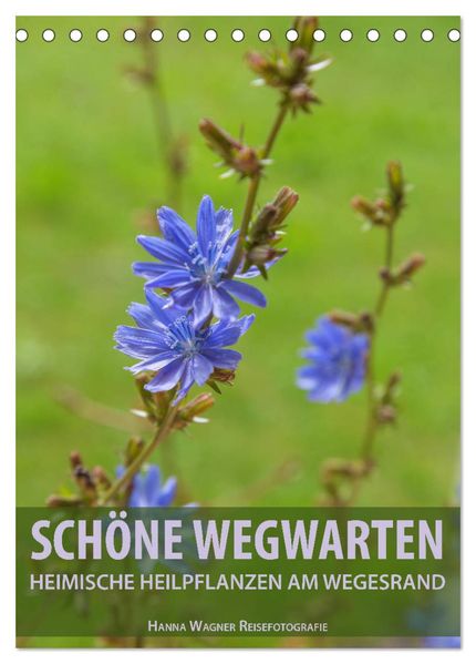 Schöne Wegwarten. Heimische Heilpflanzen am Wegesrand (Tischkalender 2027 DIN A5 hoch) CALVENDO Monatskalender