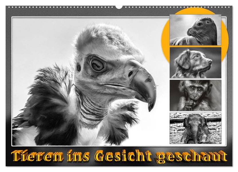 Tieren ins Gesicht geschaut (Wandkalender 2027 DIN A2 quer) CALVENDO Monatskalender