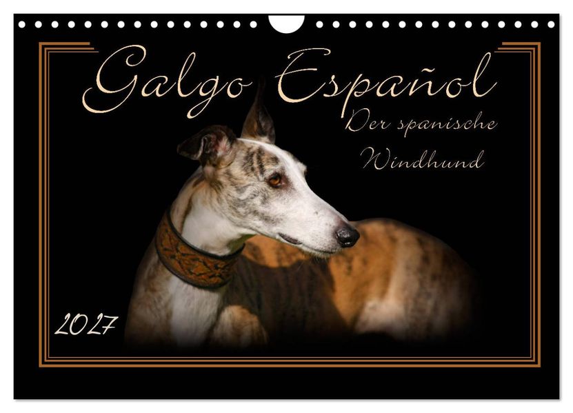 Galgo Español 2027- Der spanische Windhund (Wandkalender 2027 DIN A4 quer) CALVENDO Monatskalender