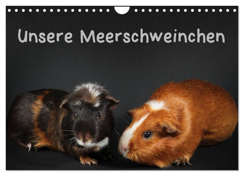 Unsere Meerschweinchen (Wandkalender 2027 DIN A4 quer) CALVENDO Monatskalender