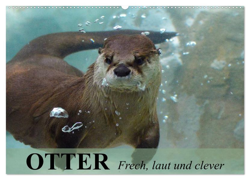 Otter. Frech laut und clever (Wandkalender 2027 DIN A2 quer) CALVENDO Monatskalender