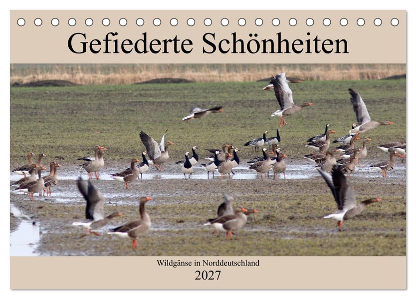 Gefiederte Schönheiten - Wildgänse in Norddeutschland (Tischkalender 2027 DIN A5 quer) CALVENDO Monatskalender