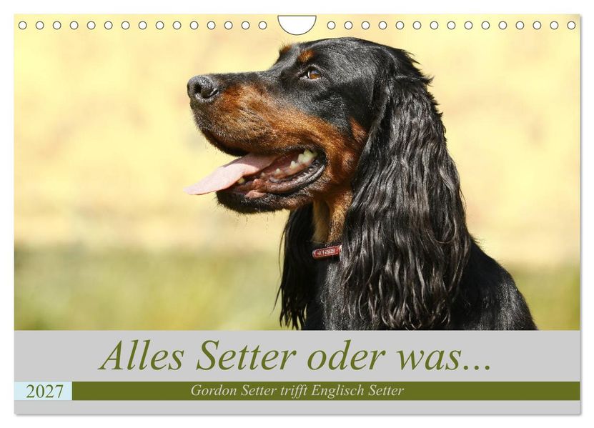 Alles Setter oder was (Wandkalender 2027 DIN A4 quer) CALVENDO Monatskalender