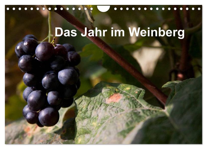 Das Jahr im Weinberg (Wandkalender 2027 DIN A4 quer) CALVENDO Monatskalender