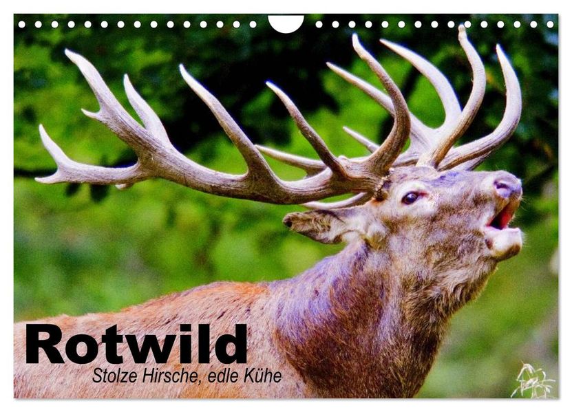 Rotwild. Edle Hirsche stolze Kühe (Wandkalender 2027 DIN A4 quer) CALVENDO Monatskalender
