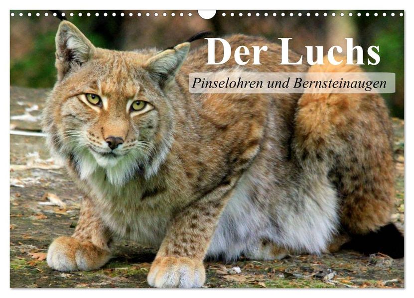 Der Luchs. Pinselohren und Bernsteinaugen (Wandkalender 2027 DIN A3 quer) CALVENDO Monatskalender