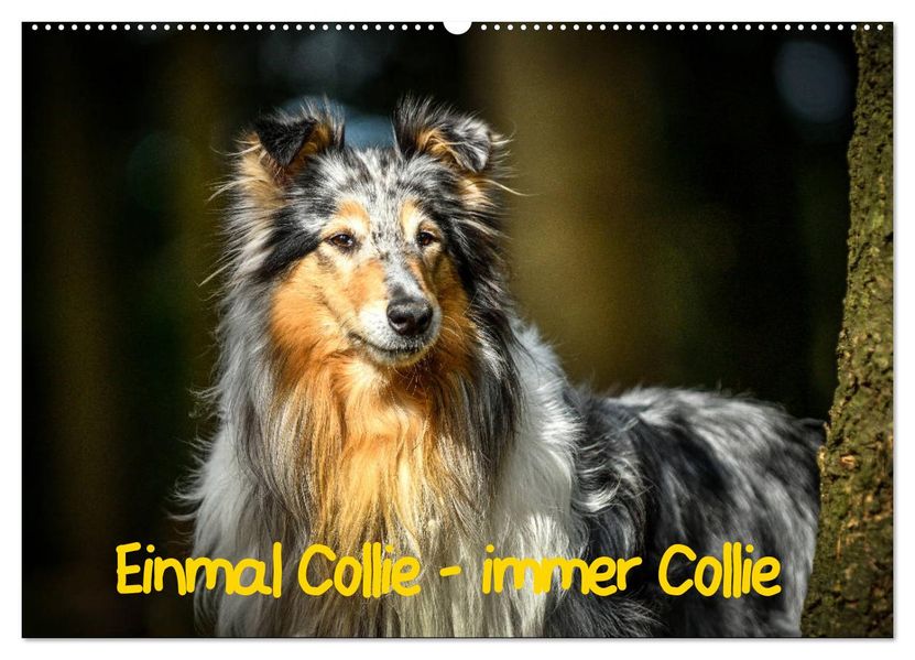 Einmal Collie - immer Collie (Wandkalender 2027 DIN A2 quer) CALVENDO Monatskalender
