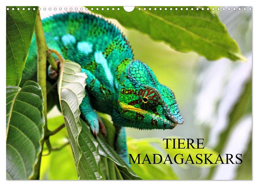 Tiere Madagaskars (Wandkalender 2027 DIN A3 quer) CALVENDO Monatskalender