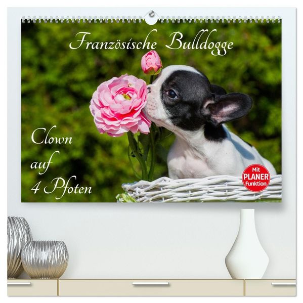 Französische Bulldogge - Clown auf 4 Pfoten (hochwertiger Premium Wandkalender 2027 DIN A2 quer) Kunstdruck in Hochglanz