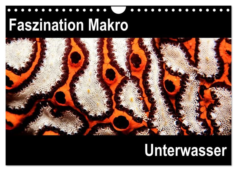 Faszination Makro Unterwasser (Wandkalender 2027 DIN A4 quer) CALVENDO Monatskalender
