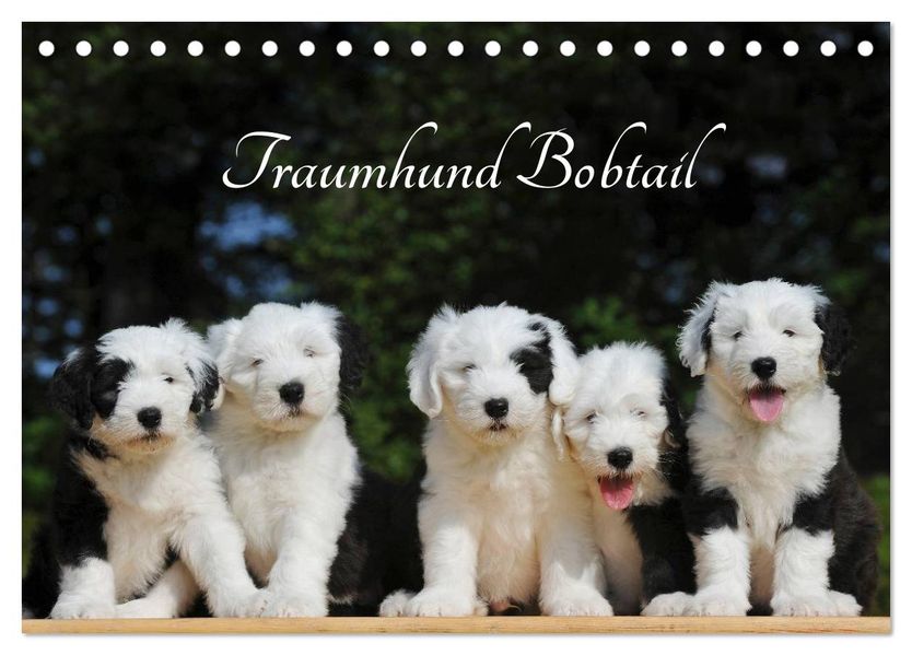Traumhund Bobtail (Tischkalender 2027 DIN A5 quer) CALVENDO Monatskalender
