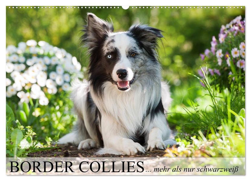 Border Collies - nicht nur schwarzweiß (Wandkalender 2027 DIN A2 quer) CALVENDO Monatskalender