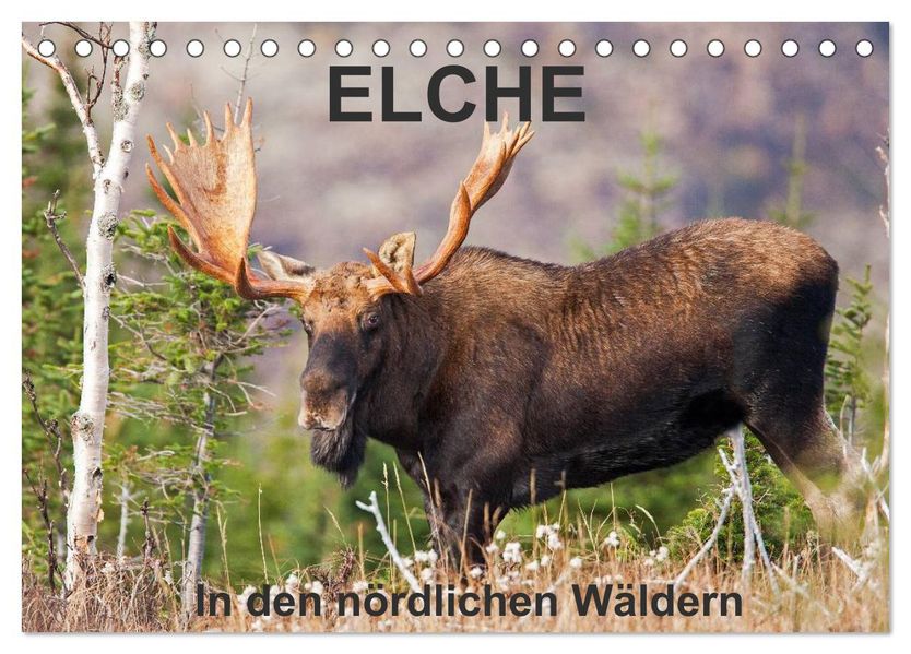 ELCHE In den nördlichen Wäldern (Tischkalender 2027 DIN A5 quer) CALVENDO Monatskalender