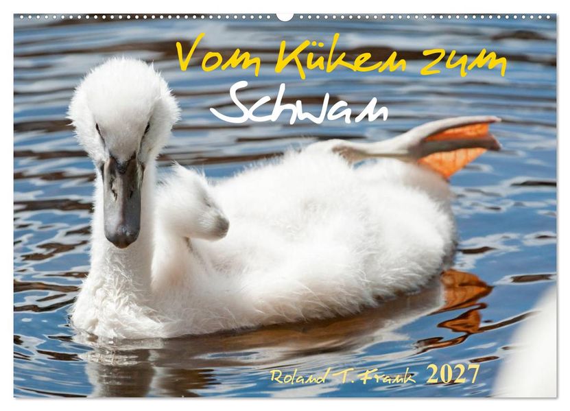 Vom Küken zum Schwan (Wandkalender 2027 DIN A2 quer) CALVENDO Monatskalender