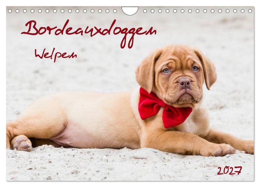 Bordeauxdoggen Welpen (Wandkalender 2027 DIN A4 quer) CALVENDO Monatskalender