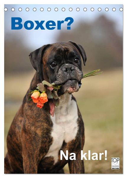 Boxer? Na klar! (Tischkalender 2027 DIN A5 hoch) CALVENDO Monatskalender